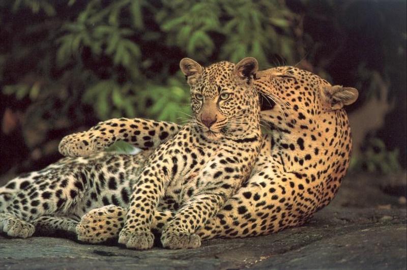 jrw 016 Mother and cub.jpg