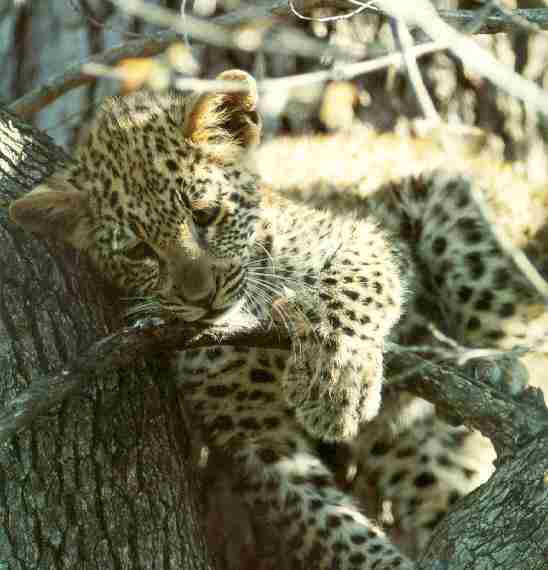 Leopard13-cub resting on tree-closeup.jpg