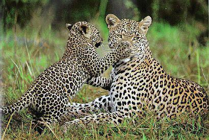 leopard2-Mom-Romping Baby.jpg