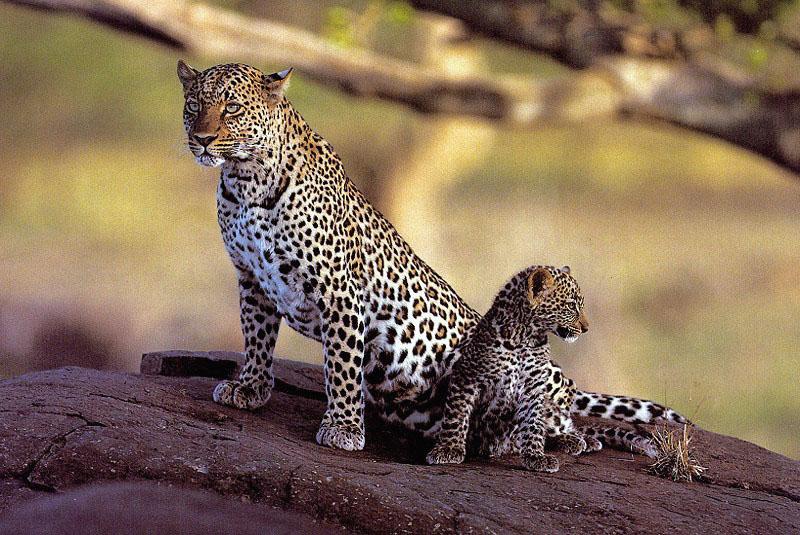leopard5-Mom and Baby-On Rock.jpg