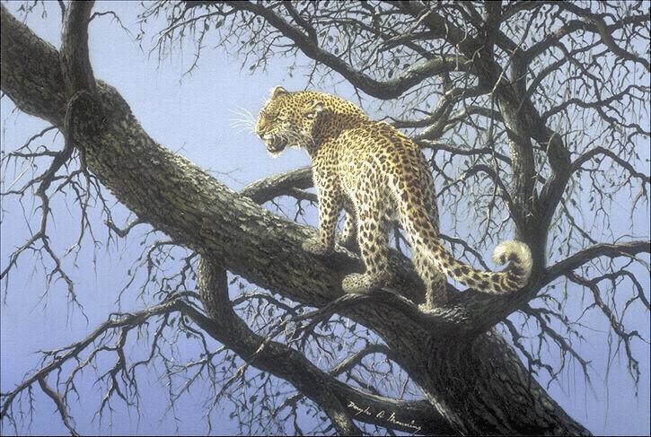 319033-Leopard-Climbing Tree.jpg