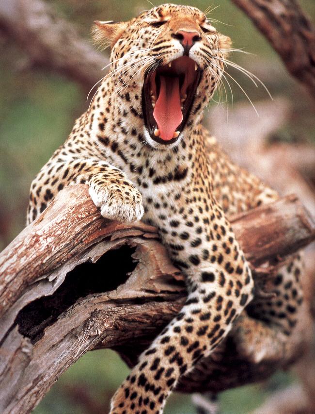African Leopard.jpg