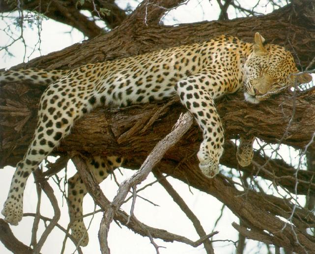 afwld050-African Leopard-sleeping on tree.jpg
