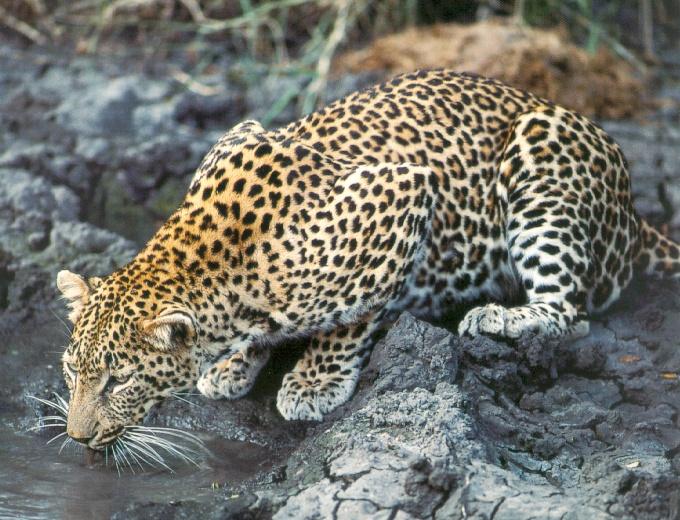 afwld054-African Leopard-drinking water.jpg