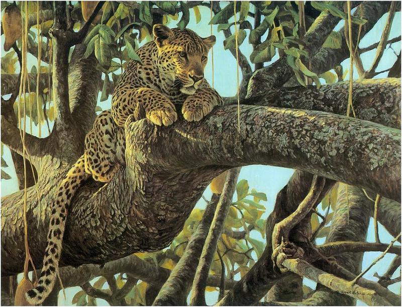 Bateman - Leopard in a Sausage Tree 1979 zw.jpg