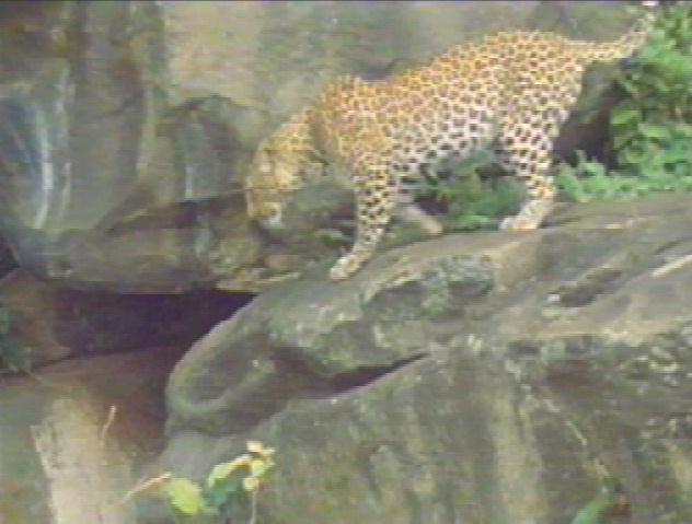 bigcat07-leopard.jpg
