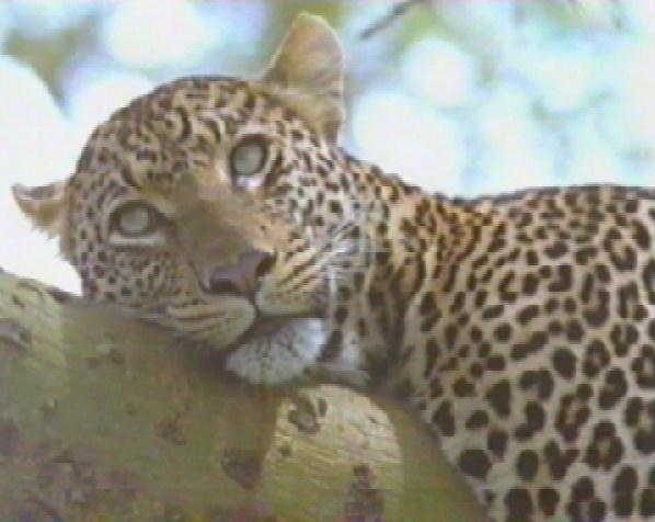bigcat09-Leopard-Resting On Log.jpg