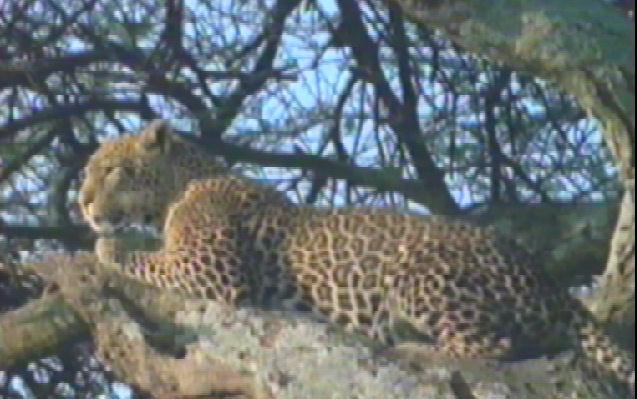 bigcat12-Leopard-Lying Down On Tree.jpg