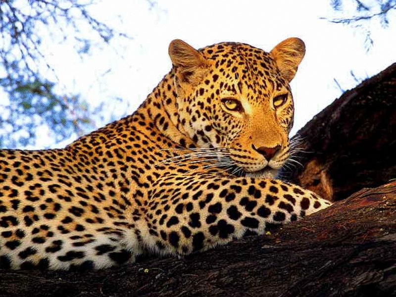 CATS15-African Leopard-closeup on tree.jpg