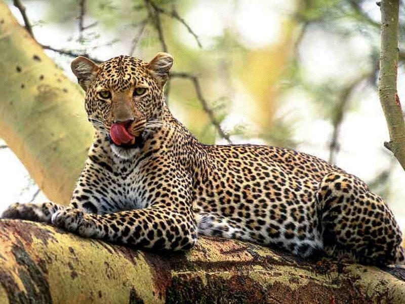 CATS22-African Leopard-licking nose on tree.jpg