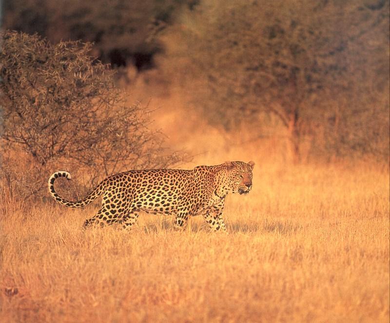 jrw 013 Leopard infra-red shot.jpg
