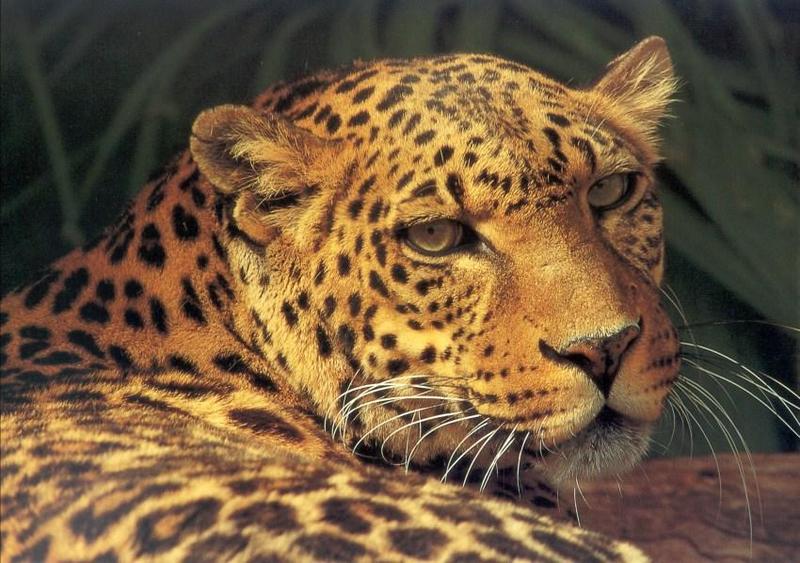 jrw 015 Leopard.jpg