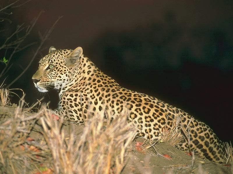 Leopard 13-sitting on the ground-at night.jpg