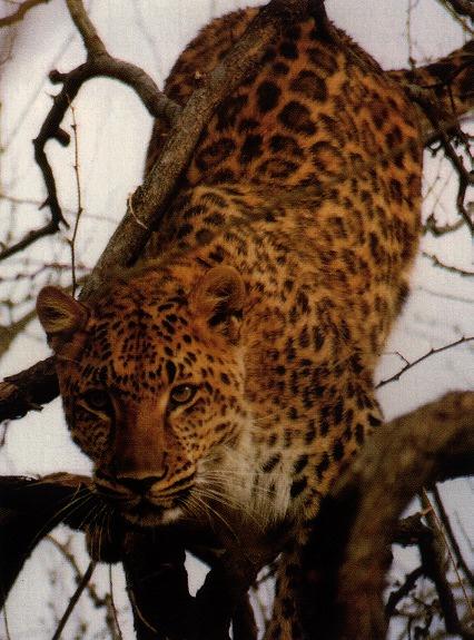 leopard 01gt-on Tree.jpg