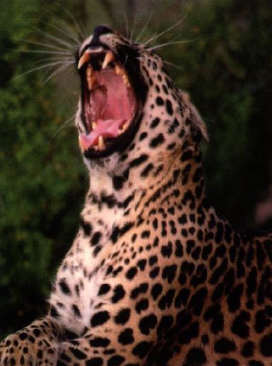 leopard 02gt-gape.jpg