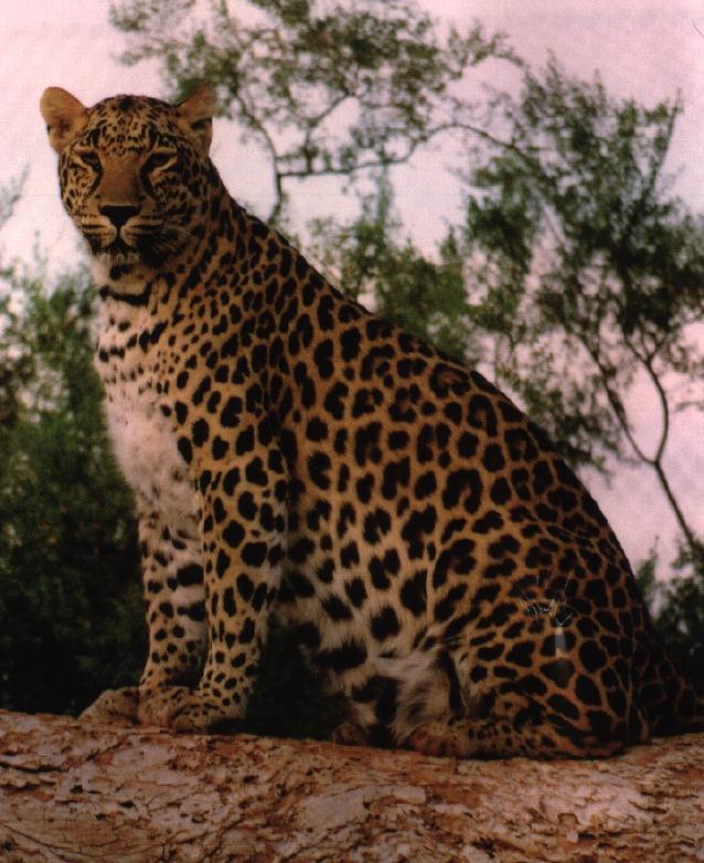 leopard 03gt-sit On Knees.jpg