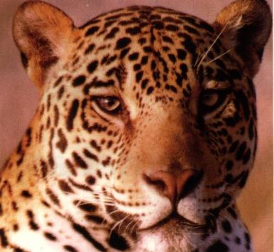 leopard 06gt-Head Handsome.jpg