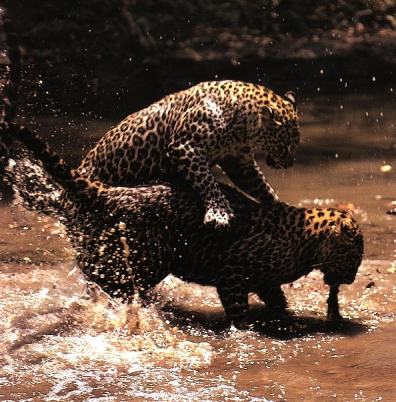 leopard 08gt-2 Muddy Rompers.jpg