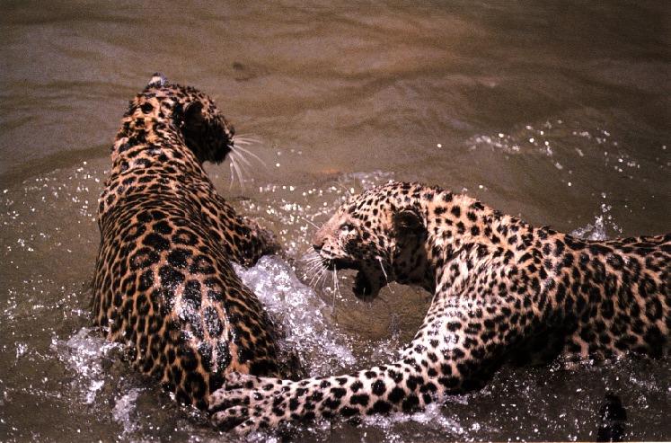 leopard 09gt-2 Wet Rompers.jpg