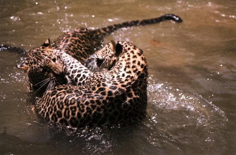 leopard 10gt-2 Wet Rompers.jpg