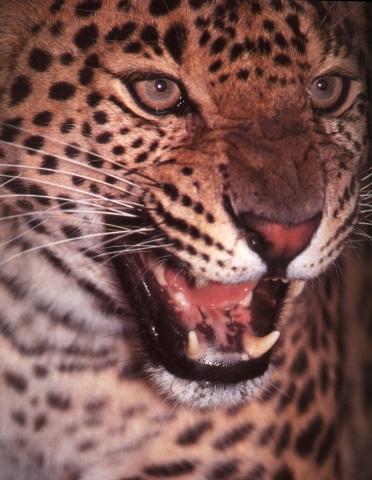 Leopard1j-snarling face closeup.jpg