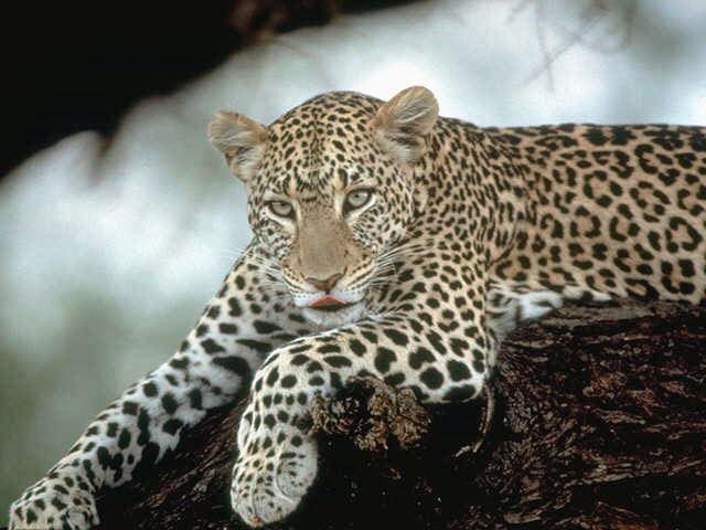 leopard1-Relaxing-On Rock-Closeup.jpg