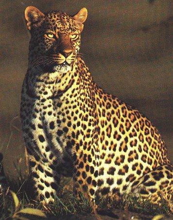 Leopard1-Watching.jpg