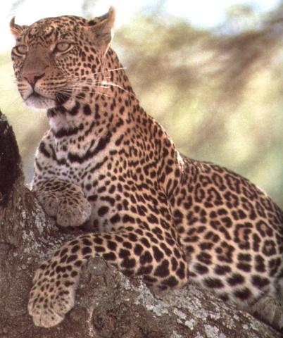 Leopard2j-resting on tree.jpg
