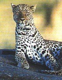 Leopard2-Watching On Rock.jpg