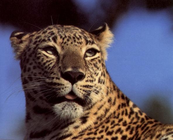 Leopard3j-face closeup.jpg
