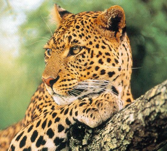 Leopard3-resting on tree-face closeup.jpg