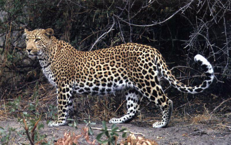 leopard3-Standing on Path.jpg