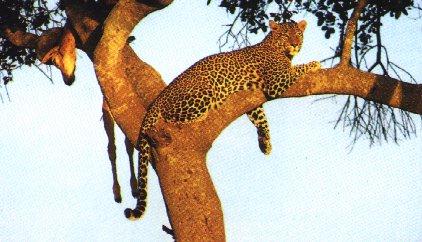 Leopard4-Resting On Tree.jpg