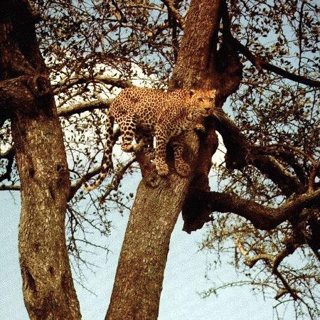 leopard-a1-On Tree.jpg
