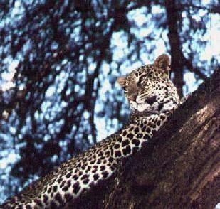 leopard-a2-Resting on Tree.jpg