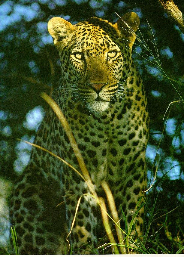 Leopard-Front View-closeup.jpg