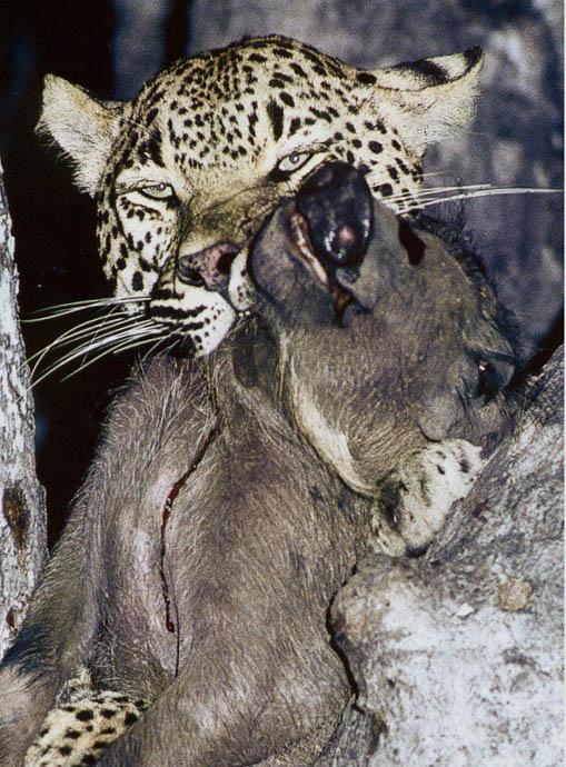Leopard Kill Warthog-closeup on tree.jpg