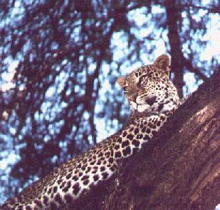 leopard On Tree.jpg