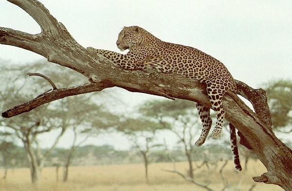 Leopard-On Tree-Relaxing.jpg