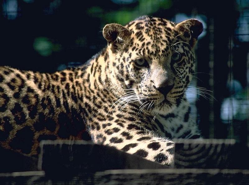 Leopard-portrait closeup.jpg