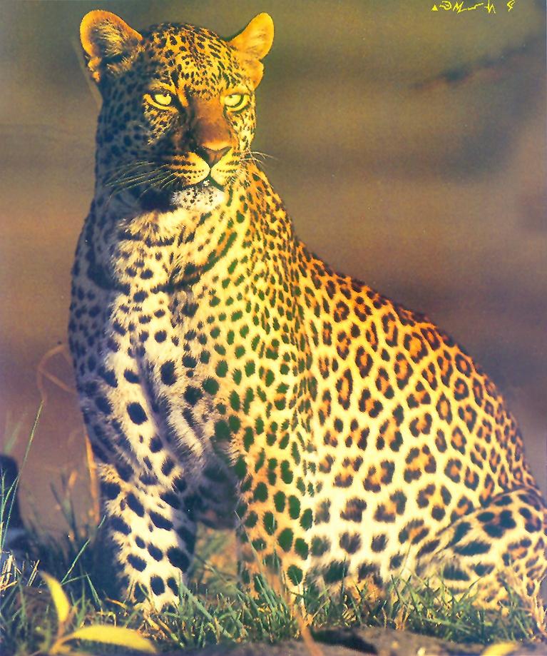 Leopard-portrait-sitting on grass.jpg