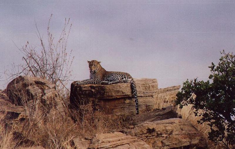 Leopard Relax On Rock 01.jpg