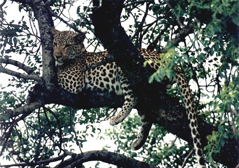 Leopard-resting on tree.jpg