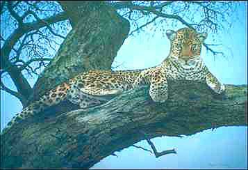 Leopard-resting on tree-painting.jpg