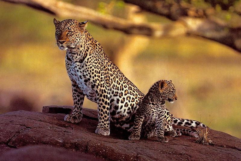 leopards2.jpg