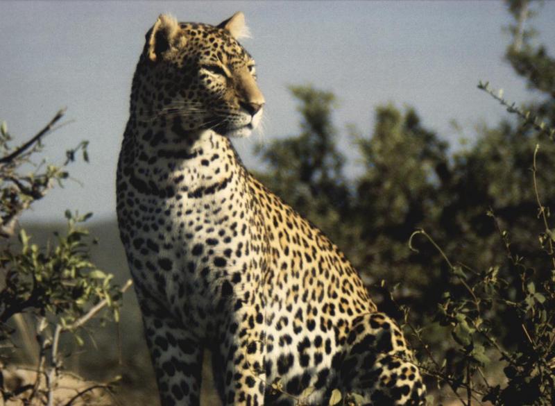 Leopard-Sitting In Bush.jpg