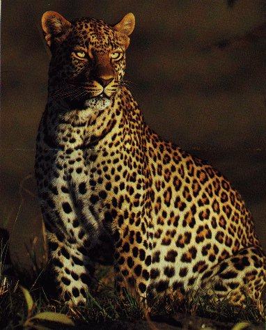 Leopard Sitting In The Dusk.jpg