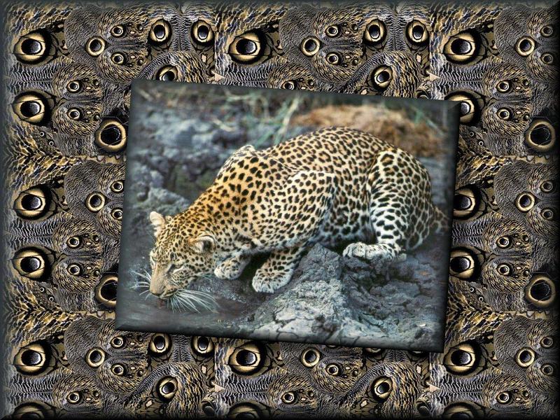 Leopard-Spots.jpg