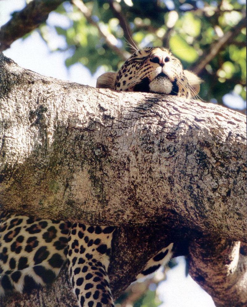 lj Serengeti Leopard Nap.jpg
