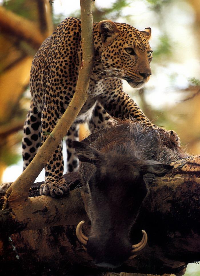 p-wc03-Leopard-hunted a Warthog.jpg